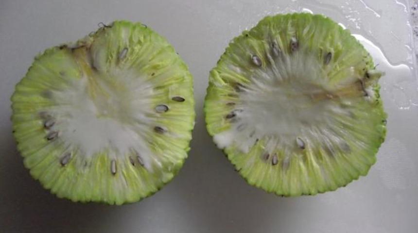 Ona hayat ağacı diyorlar: Ekmek ağacı meyvesi 