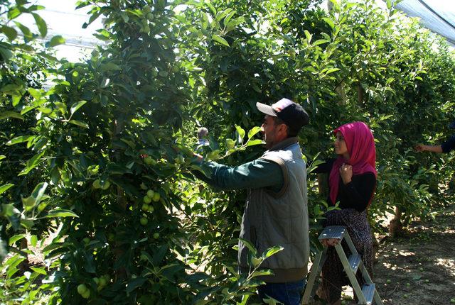 Niğde'deki dev bahçeden 20 bin ton elma toplanıyor