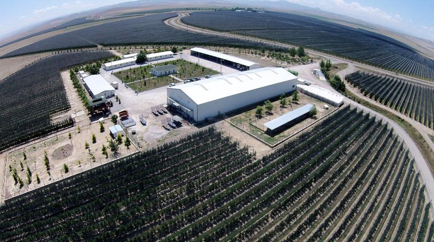 Niğde'deki dev bahçeden 20 bin ton elma toplanıyor