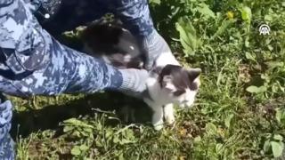 Cezaevine kediyle uyuşturucu sokmuşlar!