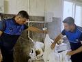 Tarsus'ta f�r�n denetimlerinde ha�ereli hamur tespit edildi