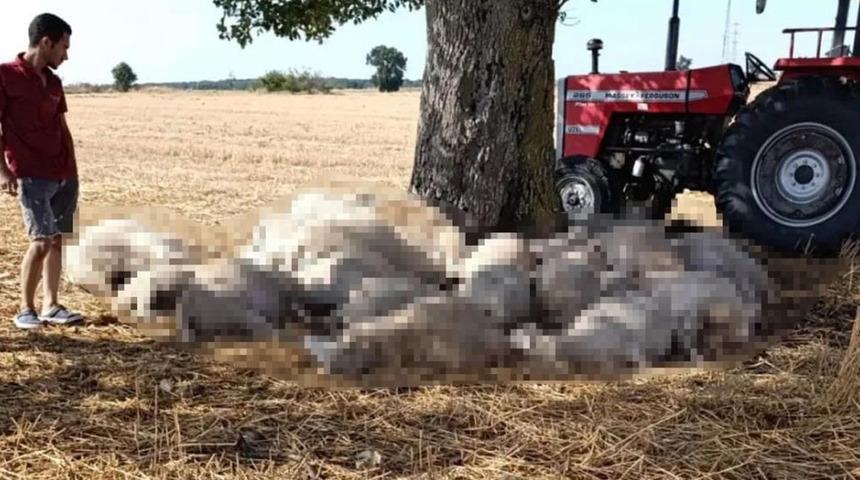 Edirne'de sağanak ve dolu yağışı: Yıldırım 30 koyunu telef etti, dolu &ccedil;atılara zarar verdi