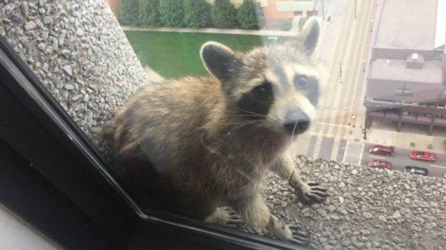 Yeni internet fenomenine merhaba deyin: Gökdelen rakun