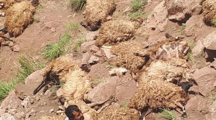 Van’da intihar eden 500 koyun hakkında açıklama