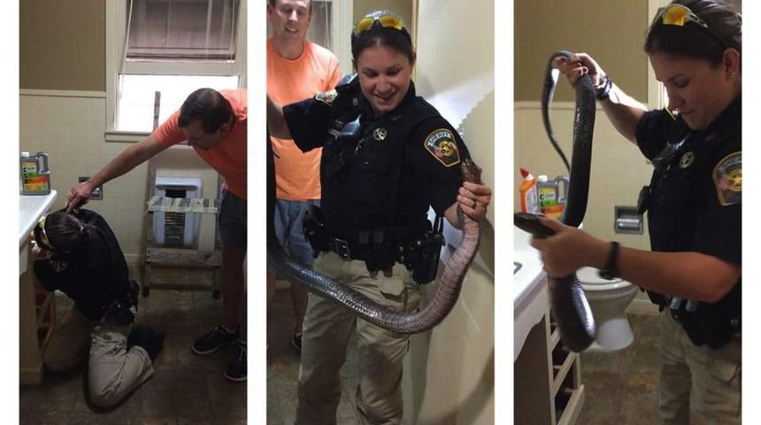 Tuvaletten çıkan dev yılanı çıplak elleriyle yakaladı