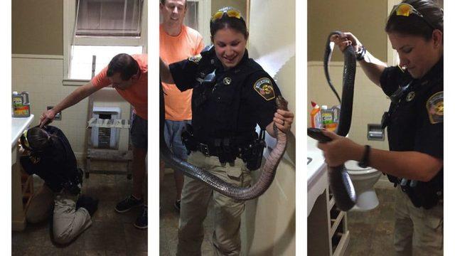 Tuvaletten çıkan dev yılanı çıplak elleriyle yakaladı
