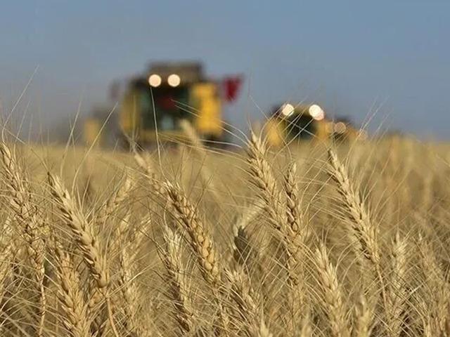 Buğday fiyatları 2 yılın en y&uuml;ksek seviyesini g&ouml;rd&uuml;