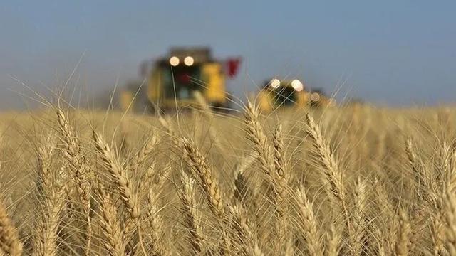 Buğday fiyatları 2 yılın en yüksek seviyesini gördü
