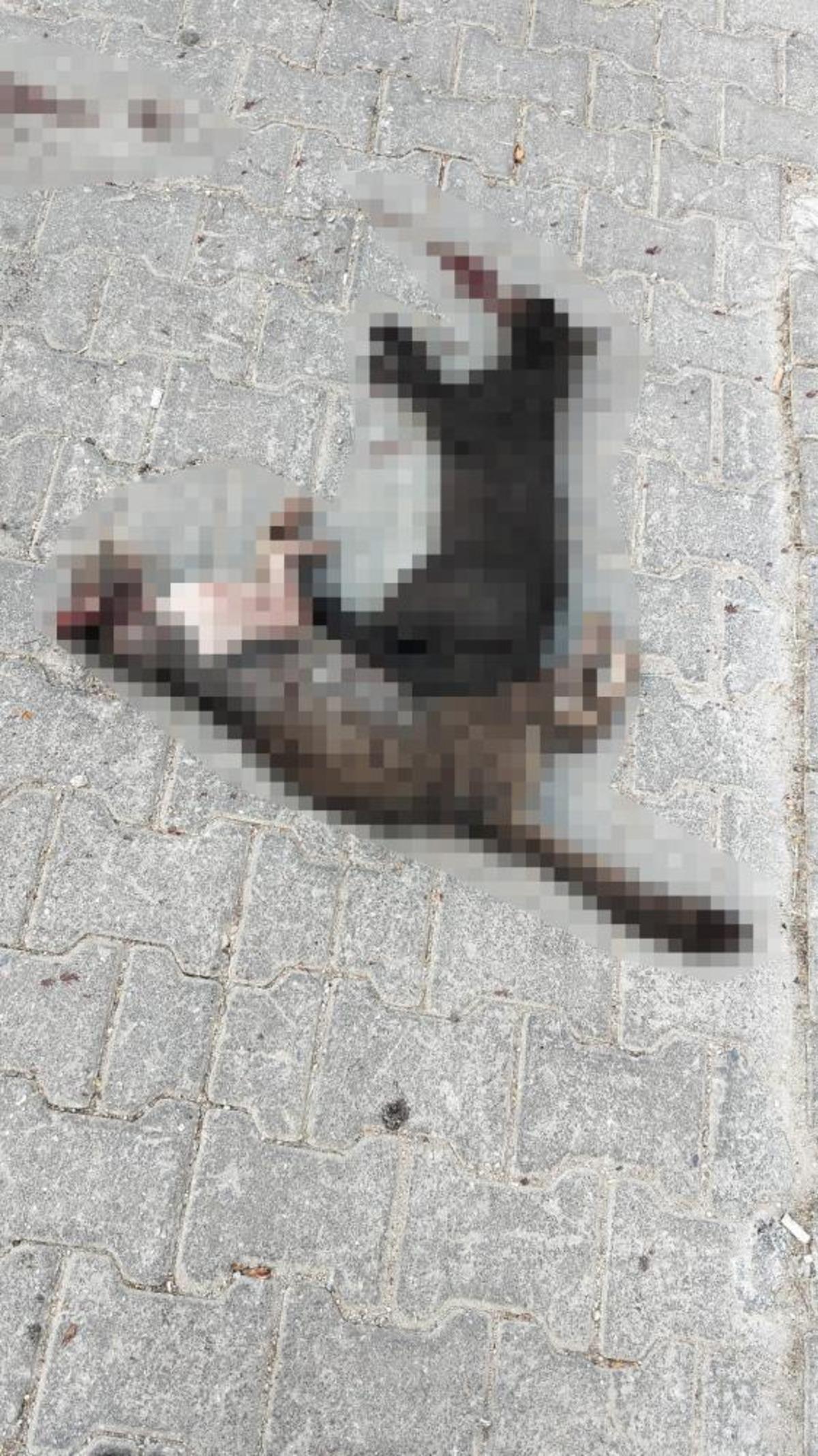 İki sokak kedisini ezdi, arkasına bile bakmadan uzaklaştı 2