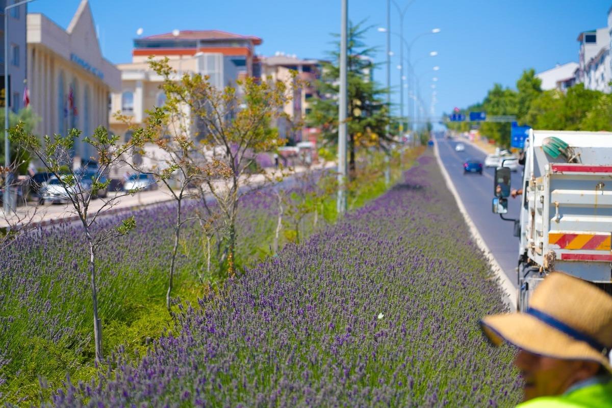 Ref&uuml;jleri s&uuml;sleyen lavantaların hasadı yapılıyor 1