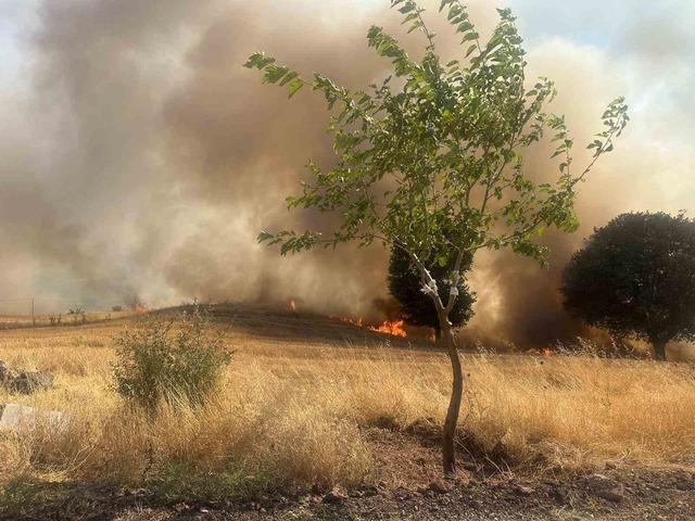 Trafo yangını ağaçlık alanı yok etti 1
