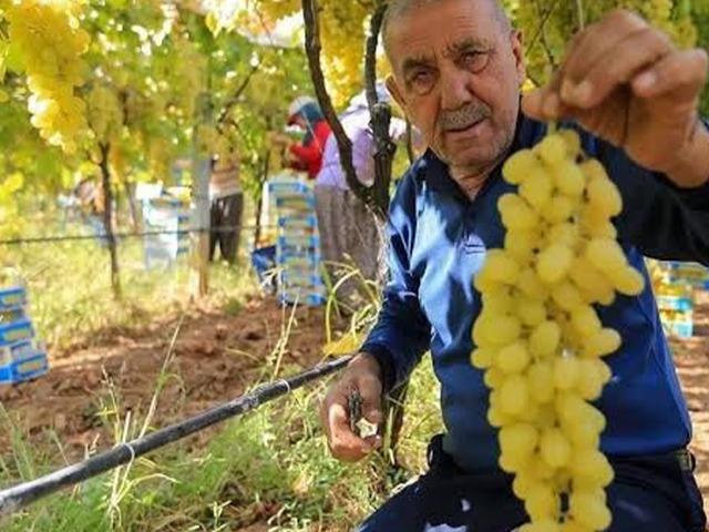 Manisalı &uuml;retici &uuml;z&uuml;m fiyatlarının erken a&ccedil;ıklanmasını bekliyor