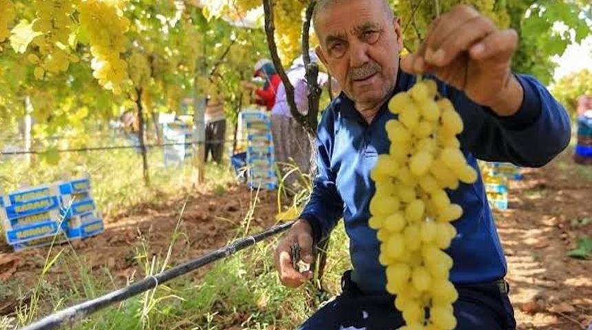 Manisalı &uuml;retici &uuml;z&uuml;m fiyatlarının erken a&ccedil;ıklanmasını bekliyor