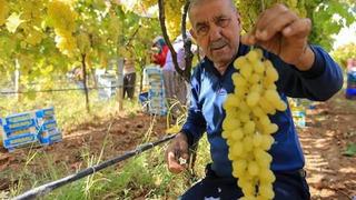 Manisalı üretici üzüm fiyatlarının erken açıklanmasını bekliyor