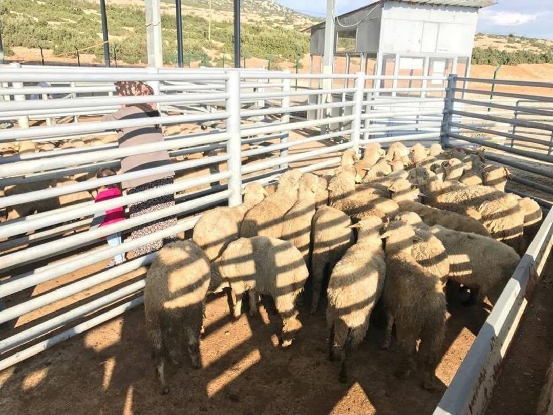 Gen&ccedil; &Ccedil;ift&ccedil;ilere Koyun Dağıtıldı