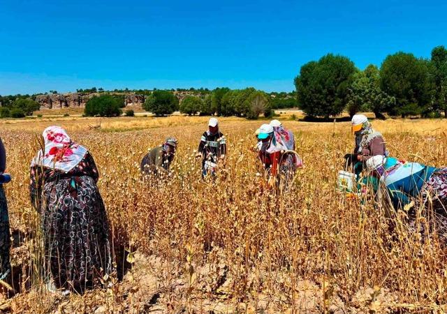 Haşhaş da hasat dönemi sürüyor 1