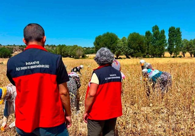 Haşhaş da hasat dönemi sürüyor 2
