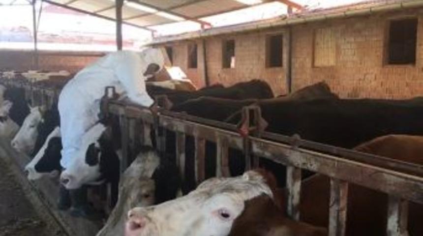 Denizli&rsquo;de Karantinaya Alınan Mahallelerde Hayvanlara Aşı Yapıldı