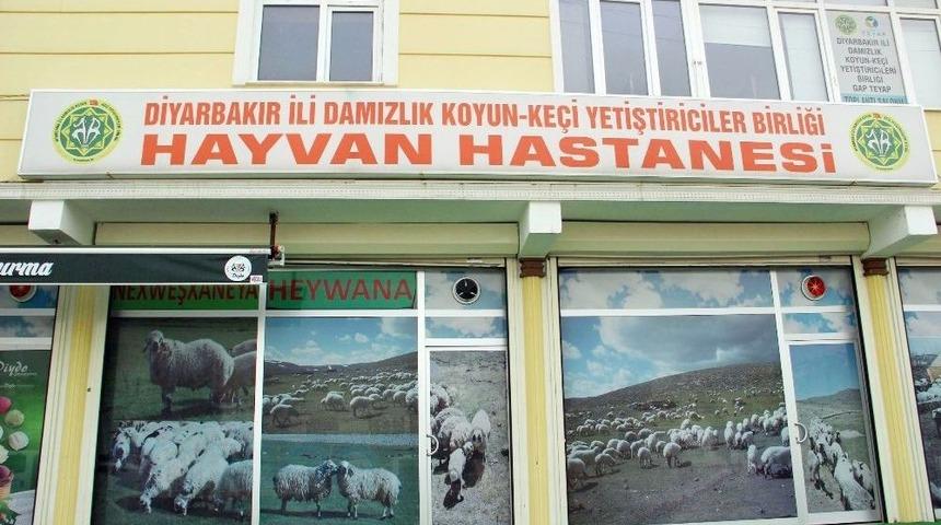 (&ouml;zel Haber) Tam Teşekk&uuml;ll&uuml; &lsquo;hayvan Hastanesi&rsquo;