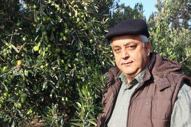 Zeytinyağı Fiyatlarında Artış Olmadı 1