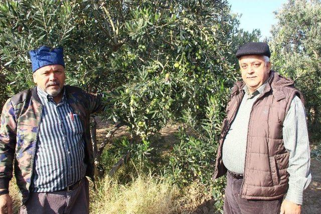 Zeytinyağı Fiyatlarında Artış Olmadı 2