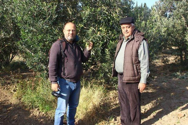 Zeytinyağı Fiyatlarında Artış Olmadı 3