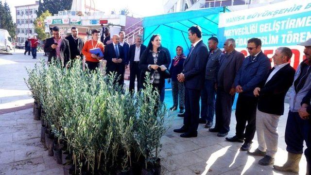 Sarıgöl’de Çiftçilere Zeytin Desteği 2