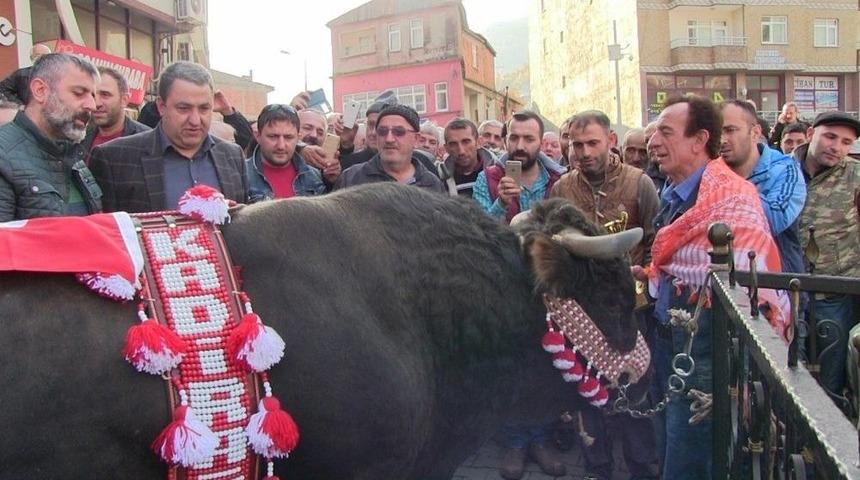 Adımlar Şampiyon Boğa İ&ccedil;in Atıldı