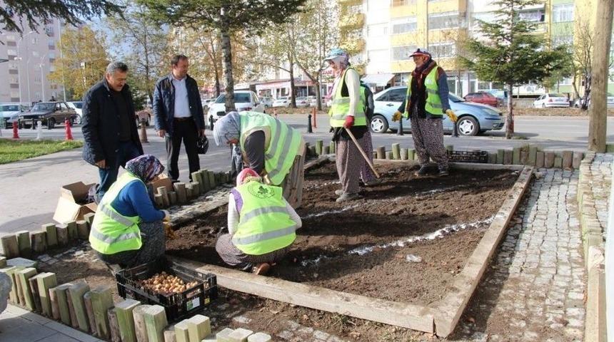Seydişehir Belediyesi Lale, S&uuml;mb&uuml;l Ve Nergis Soğan Ekimi Yaptı