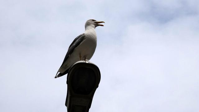 Profes&ouml;rden artan martı pop&uuml;lasyonuna kontroll&uuml; m&uuml;dahale uyarısı 5