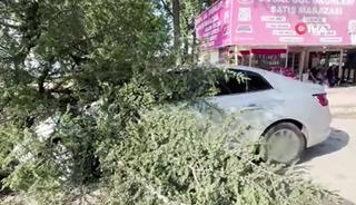 Fırtınada k&ouml;k&uuml;nden s&ouml;k&uuml;len ağa&ccedil; otomobilin &uuml;zerine devrildi