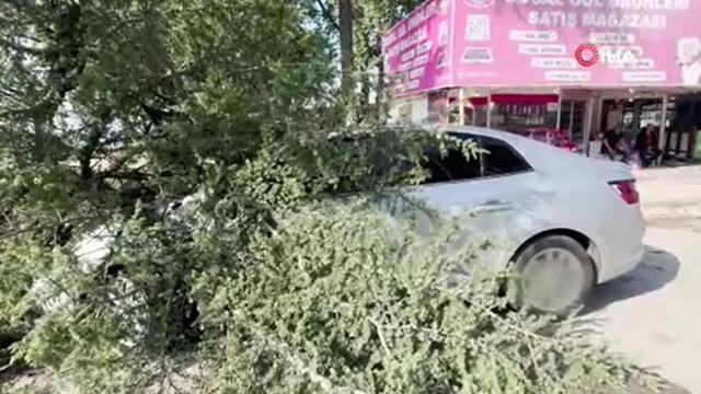 Fırtınada kökünden sökülen ağaç otomobilin üzerine devrildi