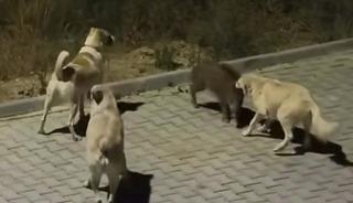 Yer: Aydın! Başıboş k&ouml;pekler yavru yaban domuzuna saldırdı