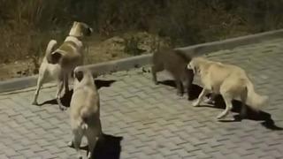 Yer: Aydın! Başıboş köpekler yavru yaban domuzuna saldırdı