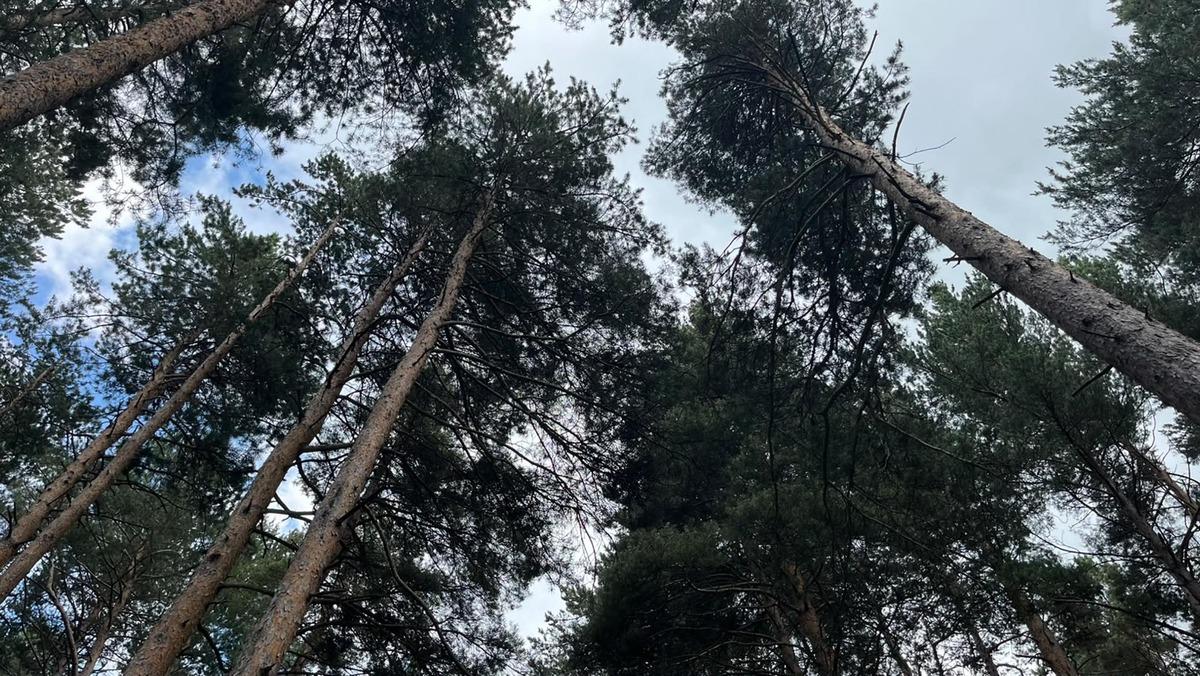 Finlandiya dan ithal ediliyordu: Artık Sarıçam Ormanları nda üretilecek 3