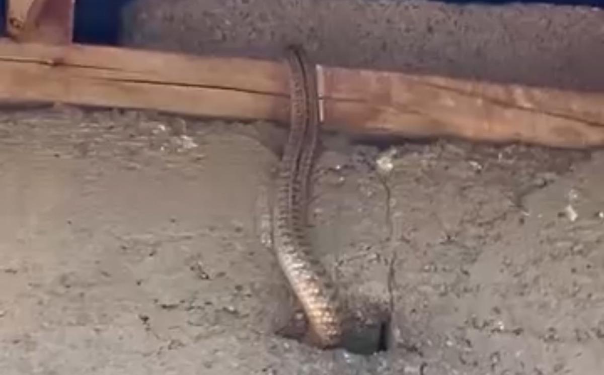 Evleri yılan yuvasına döndü! Mimarisi yılanları kendine çekiyor olabilir 5
