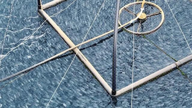 Muğla'nın su ürünleri ihracatı ilk yarıda 422 milyon dolara ulaştı