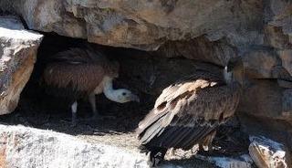 Ardanu&ccedil;&rsquo;ta kızıl akbabaların yavrularını beslediği anlar kamerada