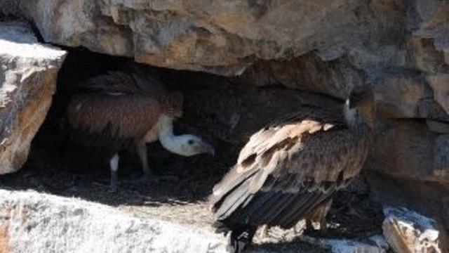 Ardanuç’ta kızıl akbabaların yavrularını beslediği anlar kamerada