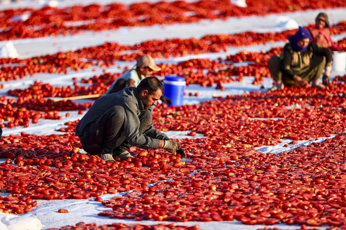 Kavurucu sıcakta hazırlanıyor! 91 ülkeye ihraç ediliyor 5