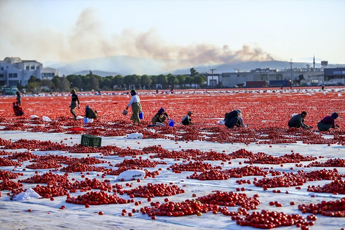Kavurucu sıcakta hazırlanıyor! 91 ülkeye ihraç ediliyor 6