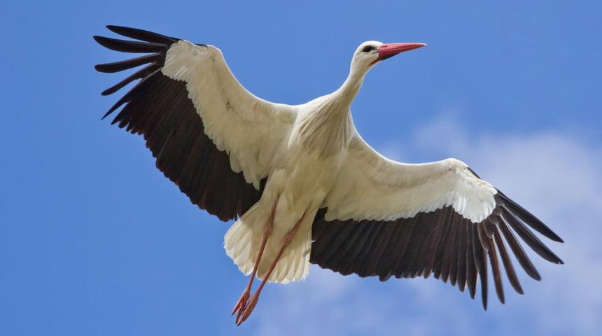 Leylek de hırsızların kurbanı oldu