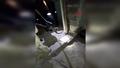 Evin bodrumuna giren y�lan�n yakaland��� anlar ????