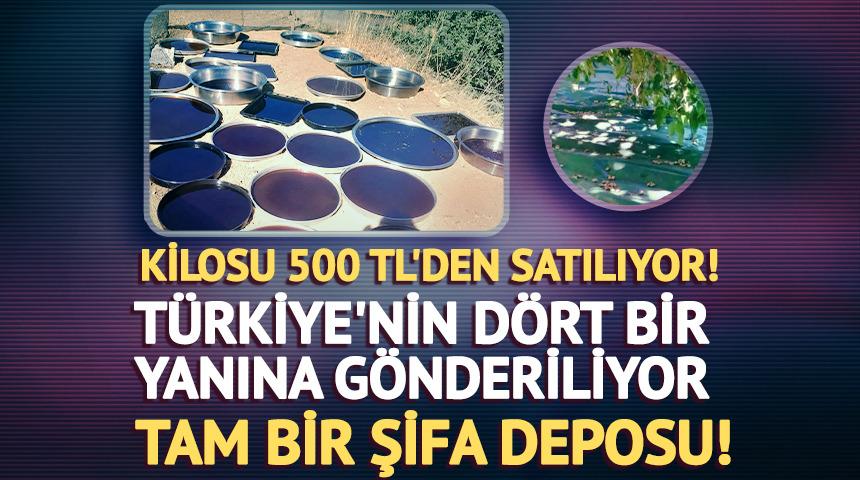 Kilosu 500 TL'den satılıyor: Türkiye'nin dört bir yanına gönderiliyor! 