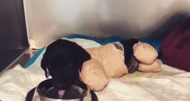 Yavru köpeğin üzerinden iş makinesi geçtiği şüphesi