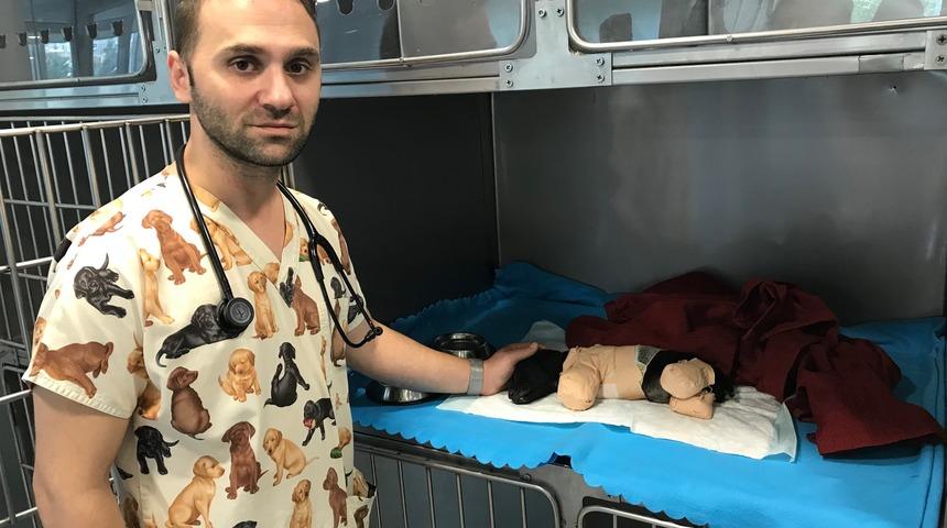 Bacakları kesilen yavru k&ouml;pek İstanbul'da ameliyat edilecek