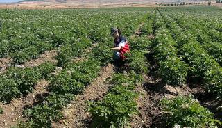 K&uuml;tahya'da patates tarlalarında bitki pasaportu denetimleri başladı