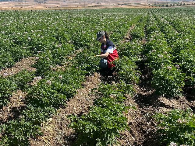 K&uuml;tahya'da patates tarlalarında bitki pasaportu denetimleri başladı