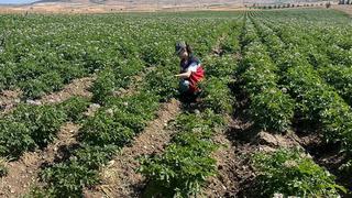 Kütahya'da patates tarlalarında bitki pasaportu denetimleri başladı