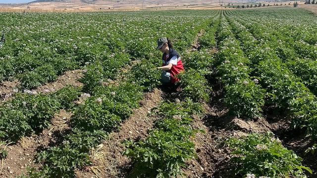 Kütahya'da patates tarlalarında bitki pasaportu denetimleri başladı